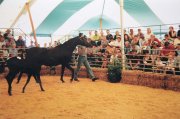 Horse Sale - Peg and Pole Marquee