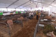 Australian Sheep & Wool Show